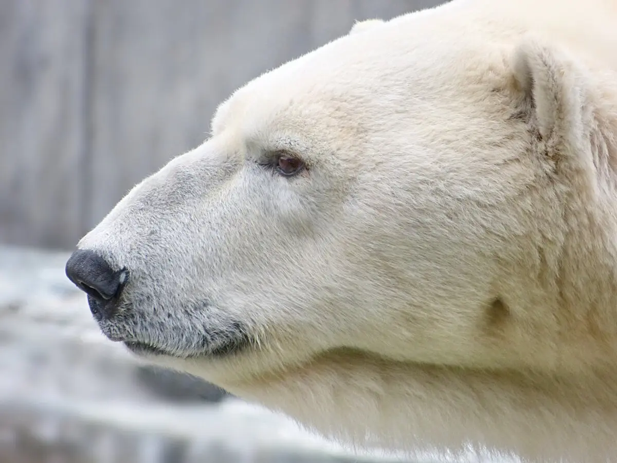 Polar bear head close-up side view