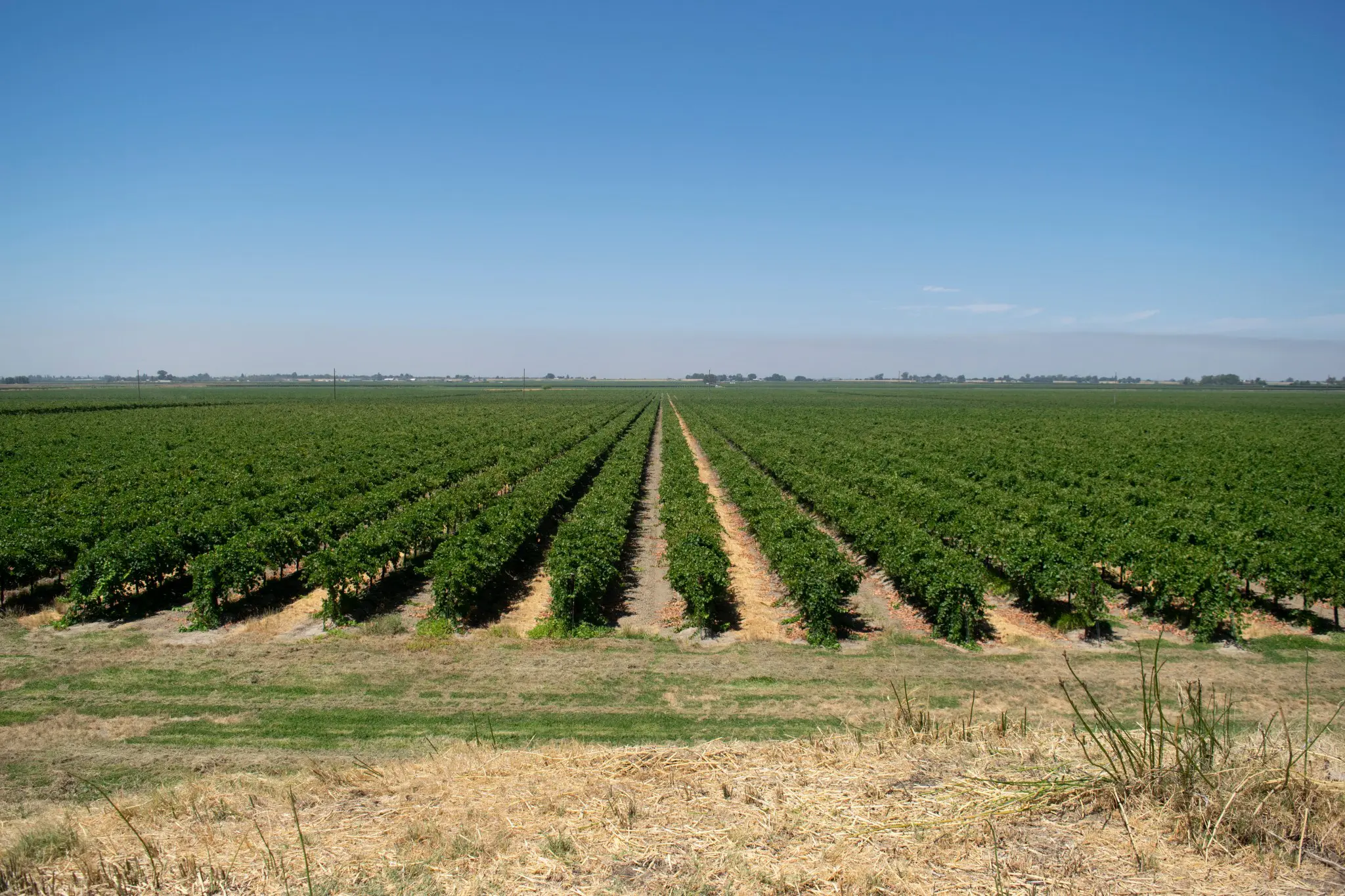 Health Secretary Becerra extreme heat: a vineyard