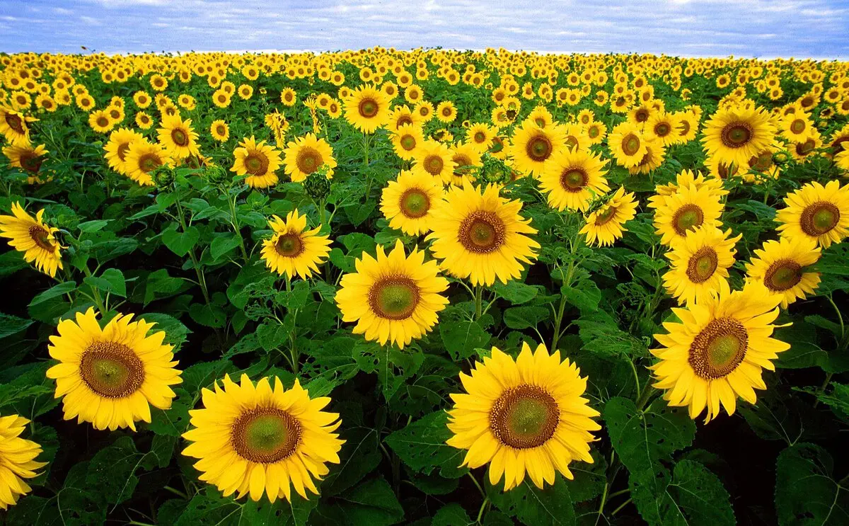 Reinvigorating polluted lands A field of sunflowers