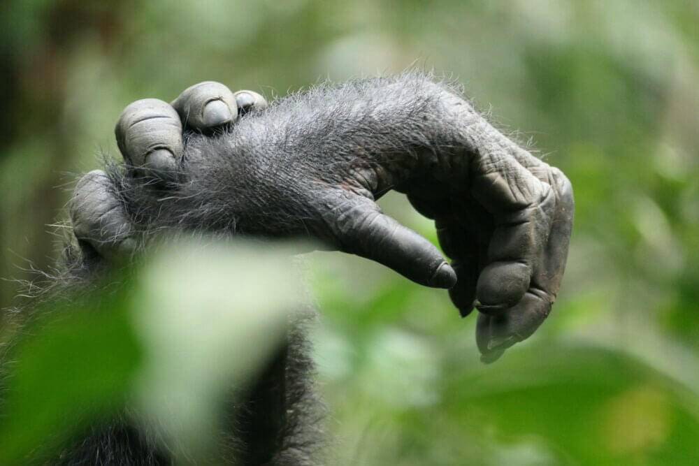 Photography contest chimps holding hands closeup on hands