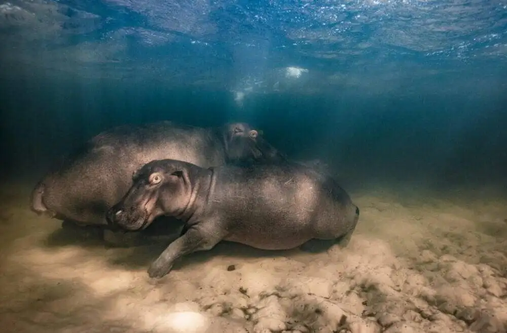 Wildlife photographer of the year