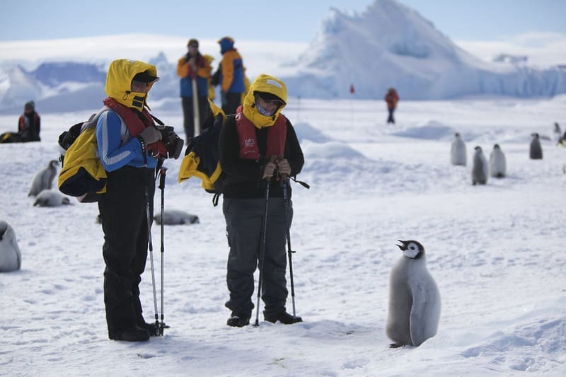 People standing near a penguin in Antarctica 