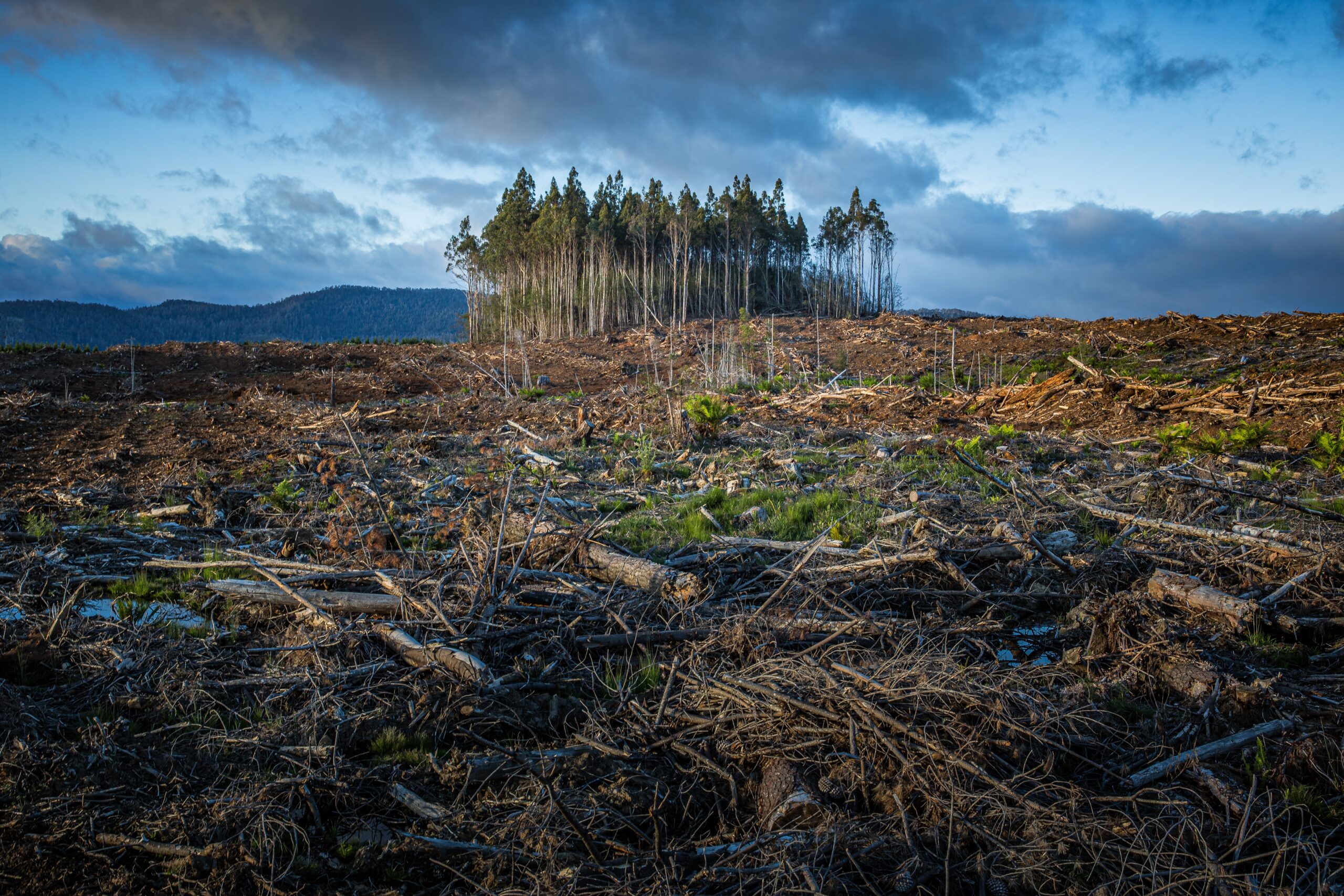 Climate change effects of deforestation