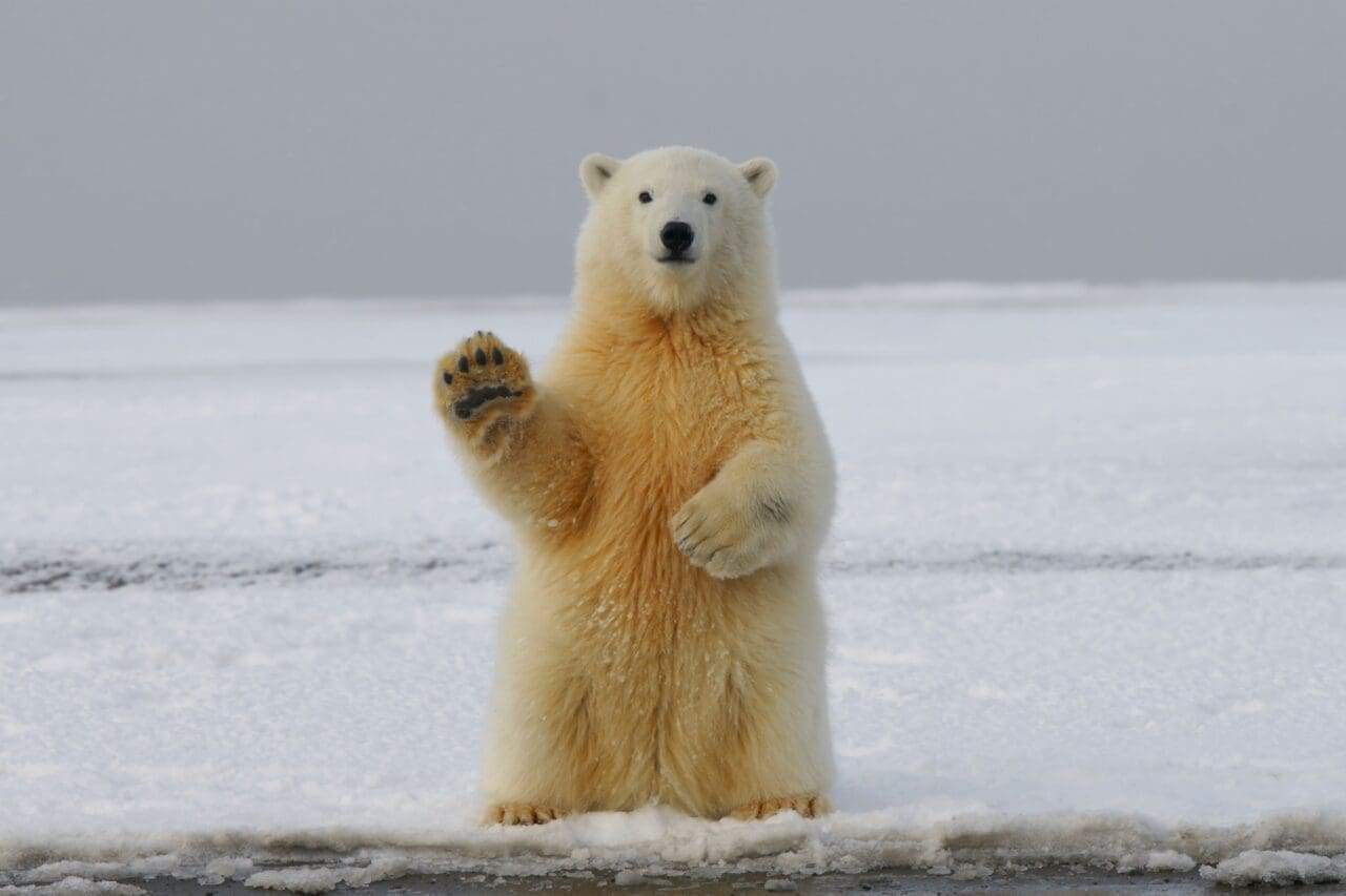 A polar bear sitting on his hind legs and waving