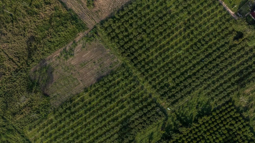 Rows of pepper plants on a farm from aerial view
