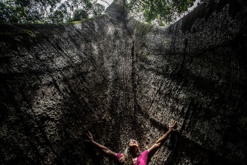 Woman standing in front of a giant tree in the Amazon