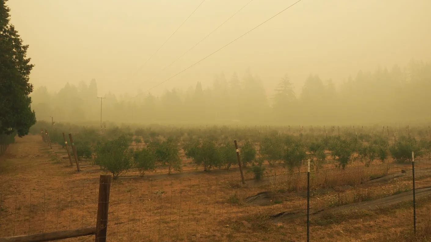 Smoke filled sky over an olive orchard