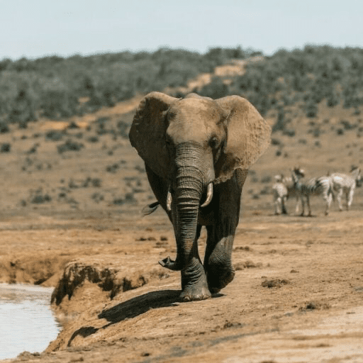 Elephant in the wild