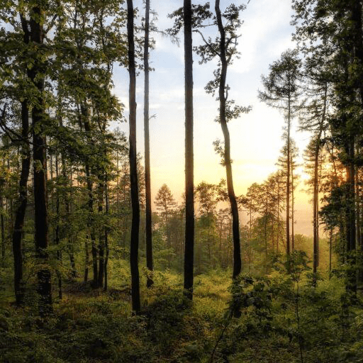 View from inside a forest at sunset