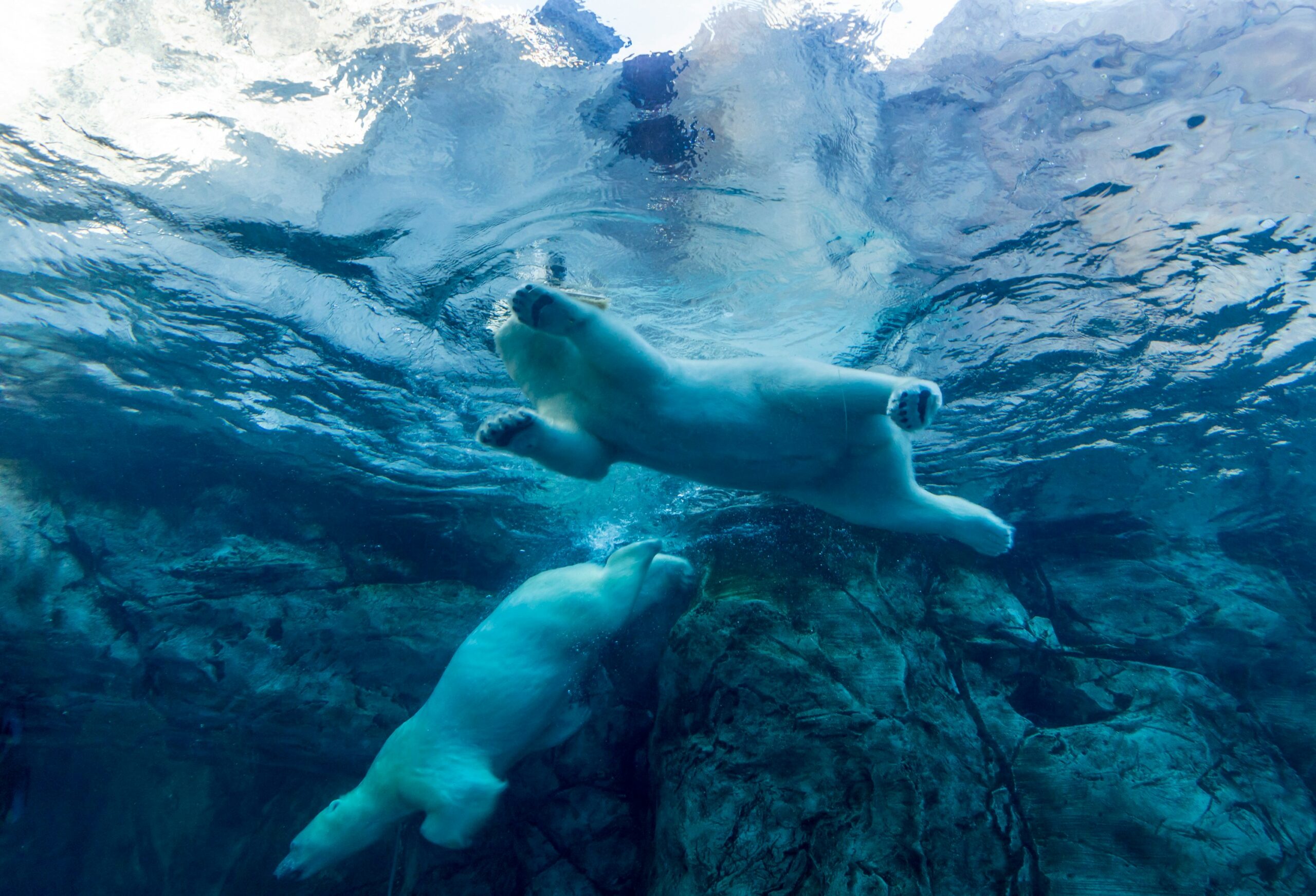 Polar bears an underwater view of baby polar bears swimming