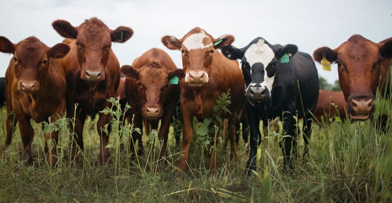 Toxic grass: A row of cows standing side by side facing the camera for the photo