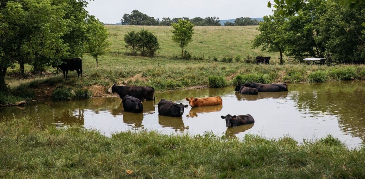 Toxic grass causes fever: A group of cows standing in a pond to cool off 