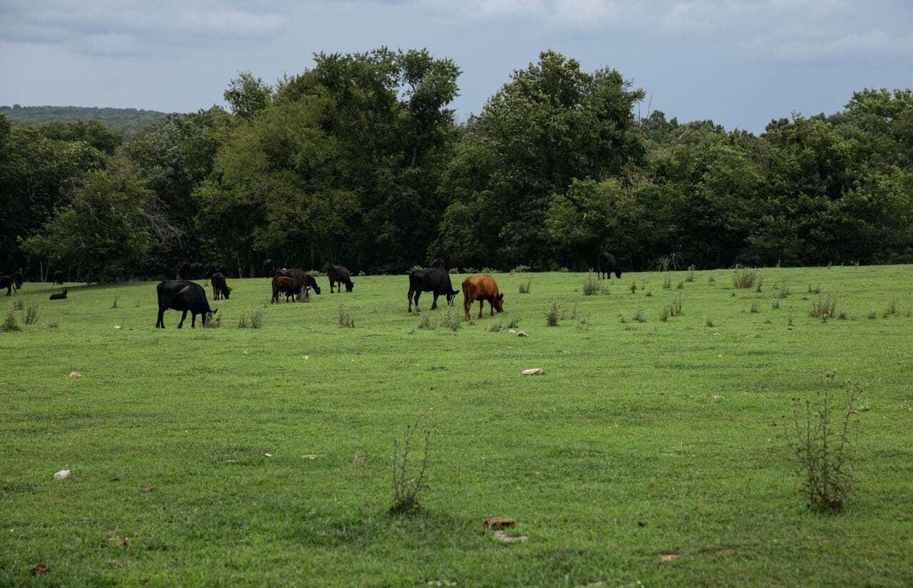 Toxic grass: A photograph of several cows grazing in a green field with trees in background