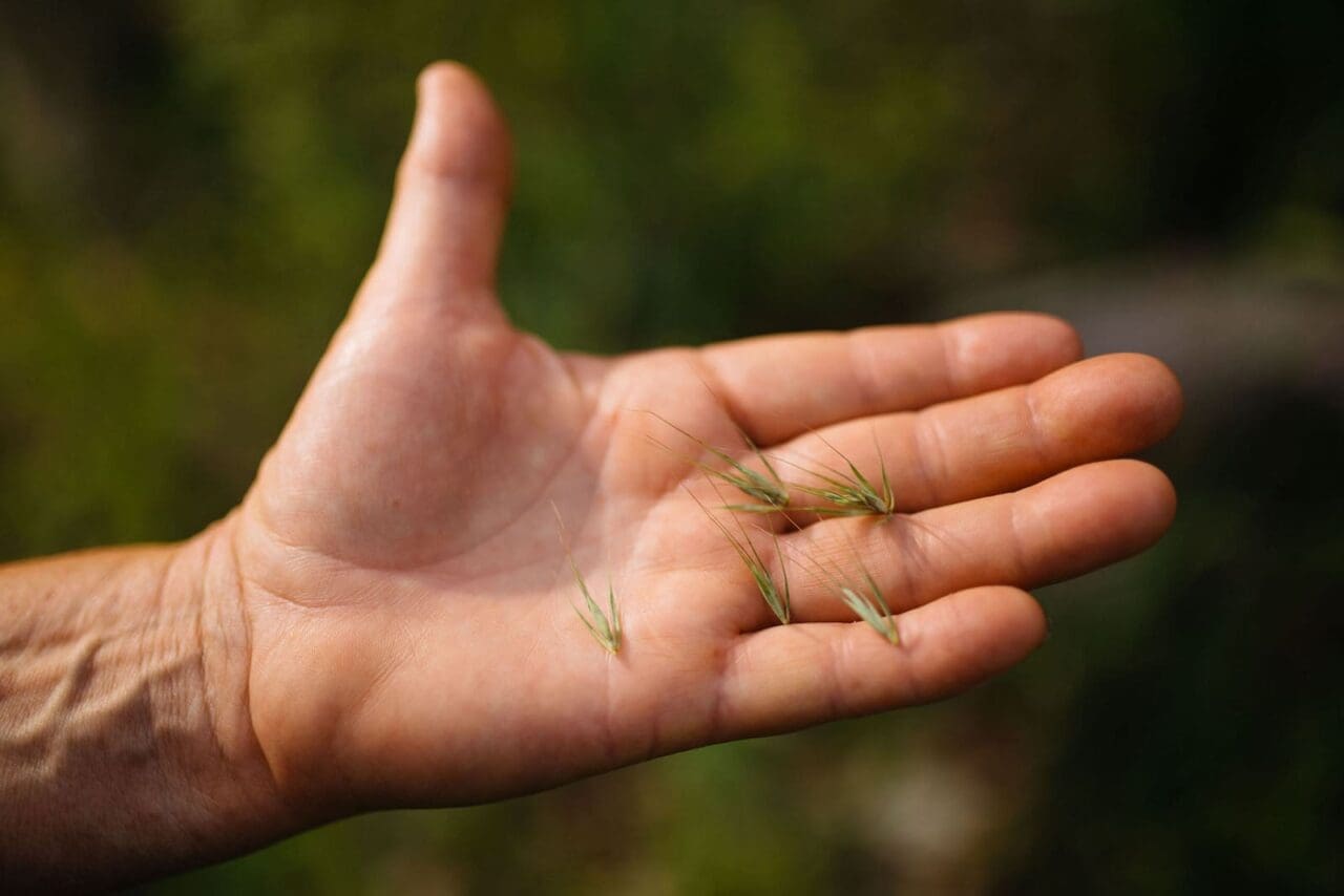 Tocix grass: A woman’s open hand with a blade of grass laying in her palm.