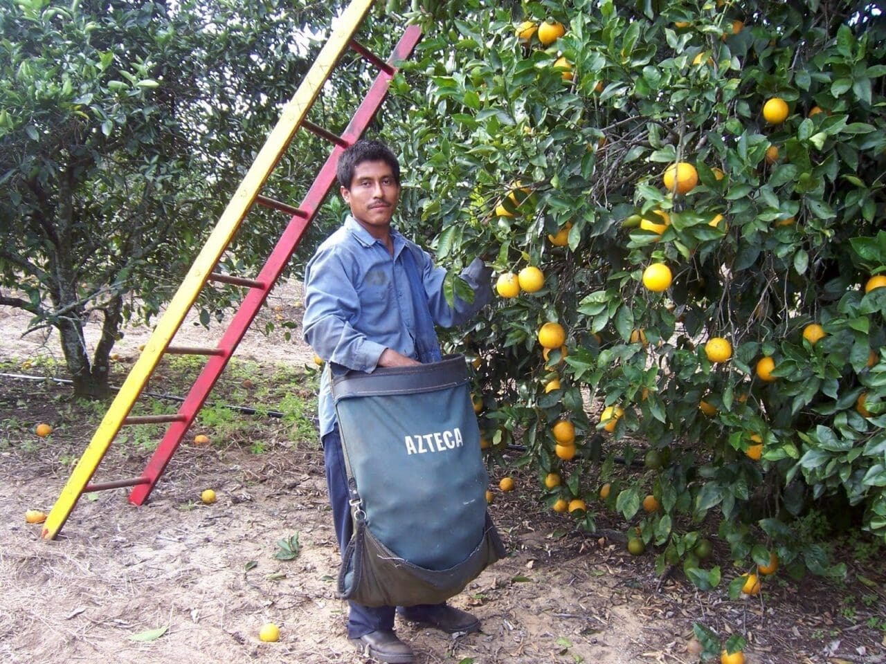 A farmworker picking fruit