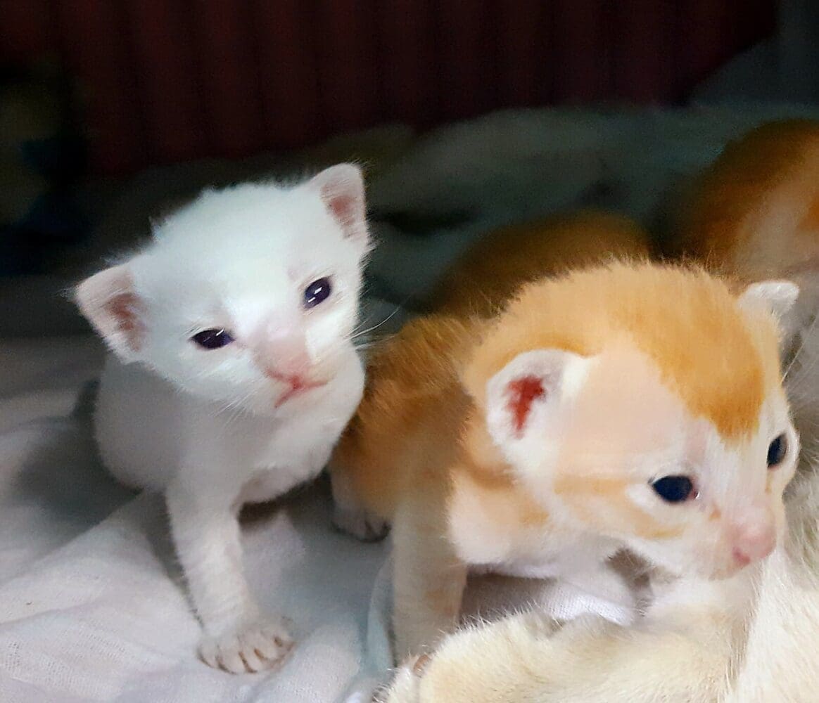 Newborn kittens with their eyes open
