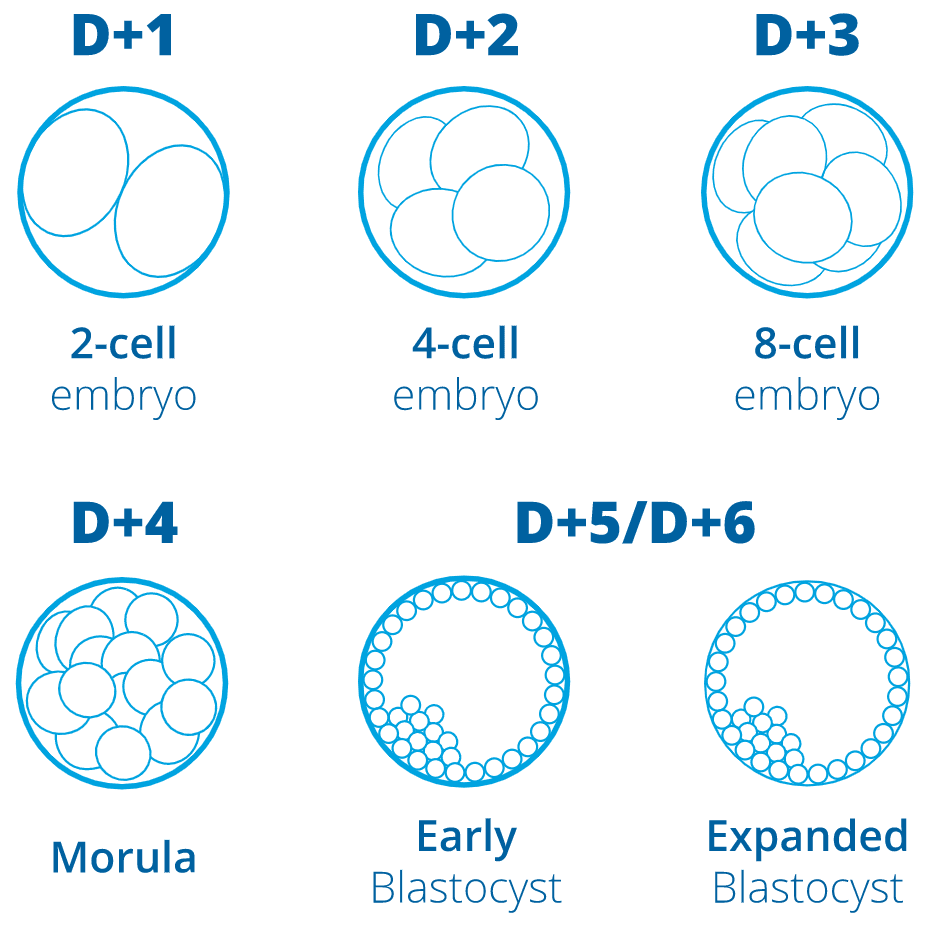 IVF Embryo development chart from day 1 to day 6.