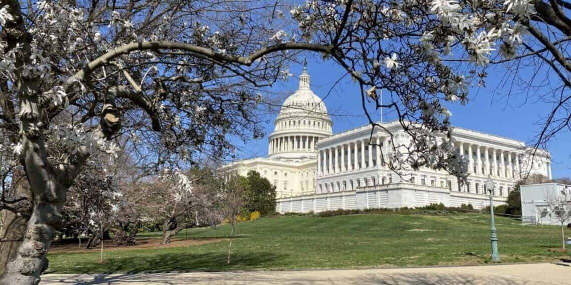 A photo of the us capitol building behind a flowering tree.