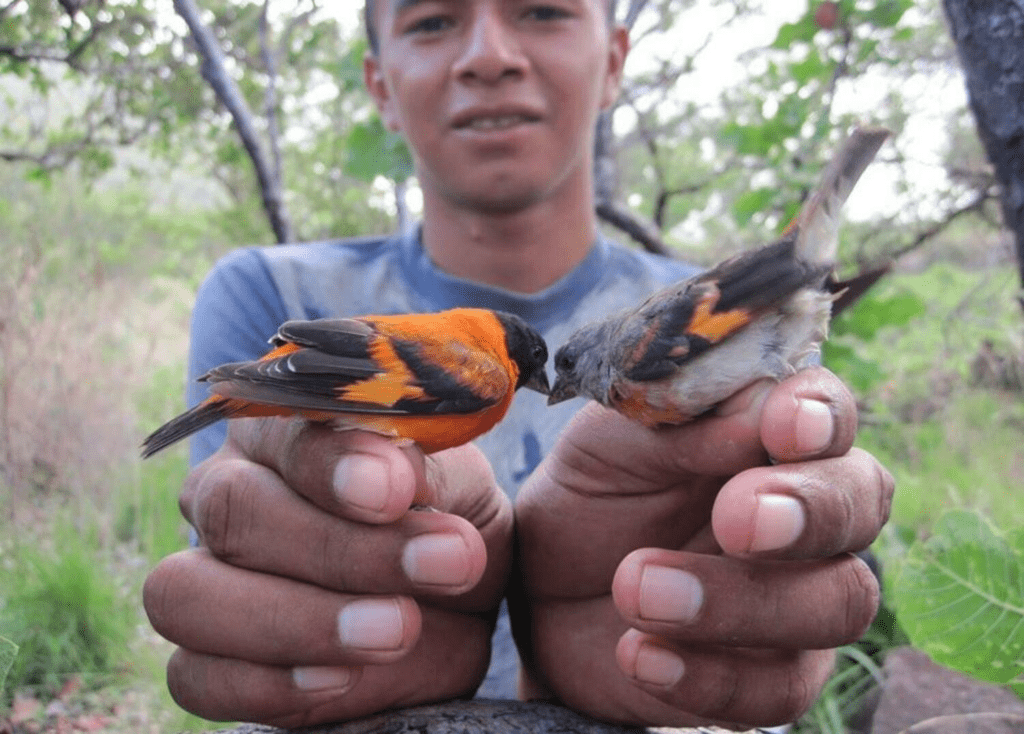 A man holding two birds known as the Red Siskin