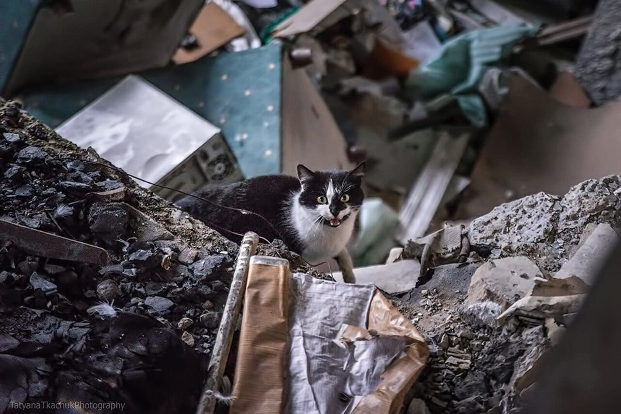 War in Ukraine a cat among the rubble from Russian attacks