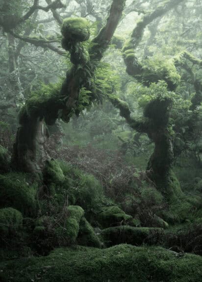 Old-growth forests nature photo of a forest with a little bit of fog