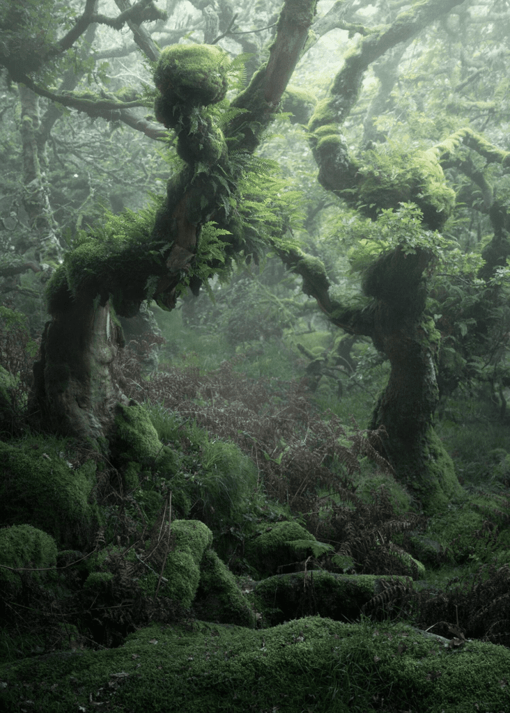 Nature photo of a forest with a little bit of fog