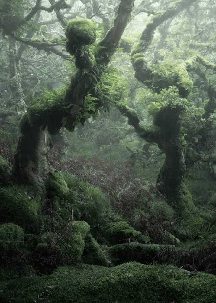 Nature photo of a forest with a little bit of fog