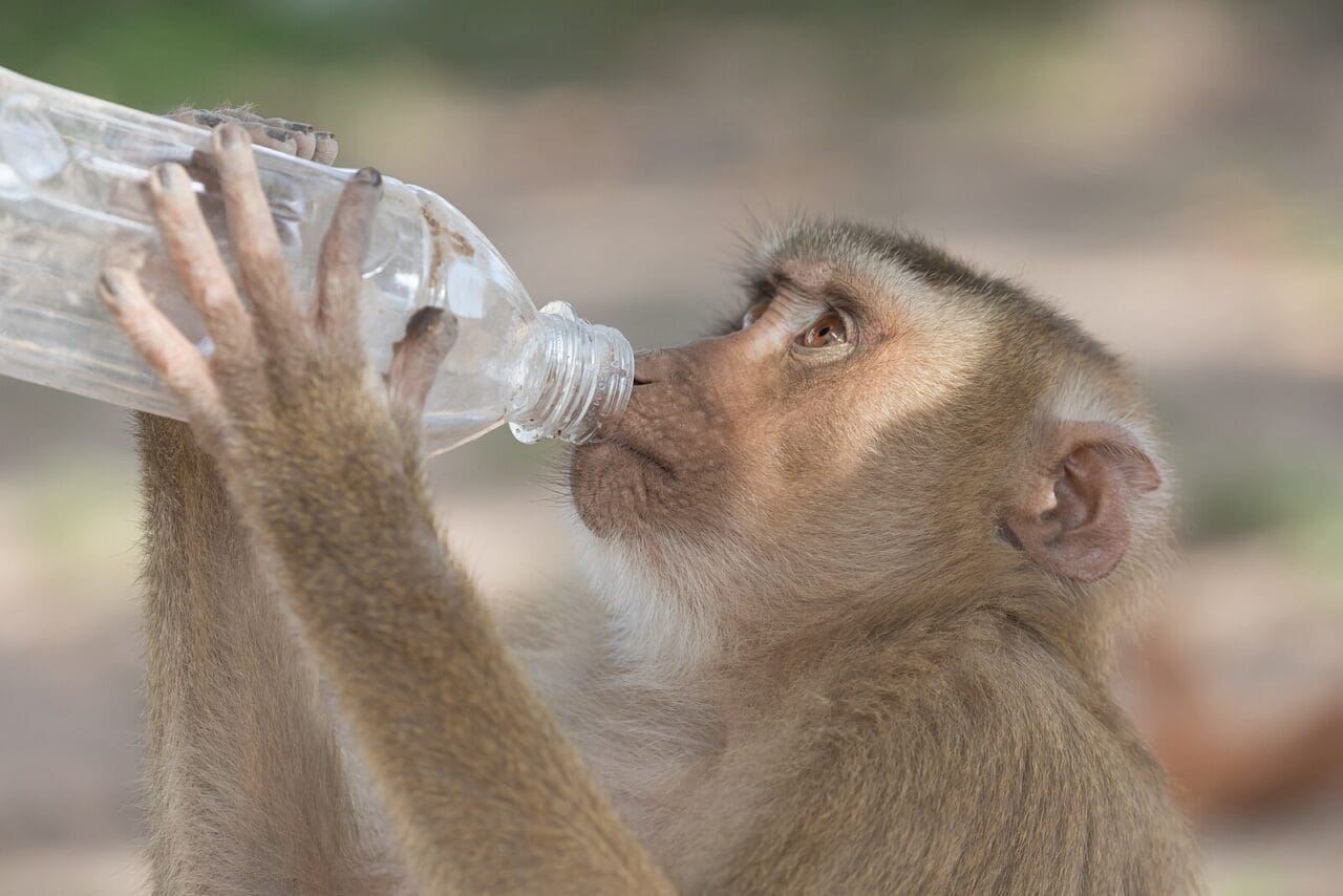 A monkey drinking bottled water