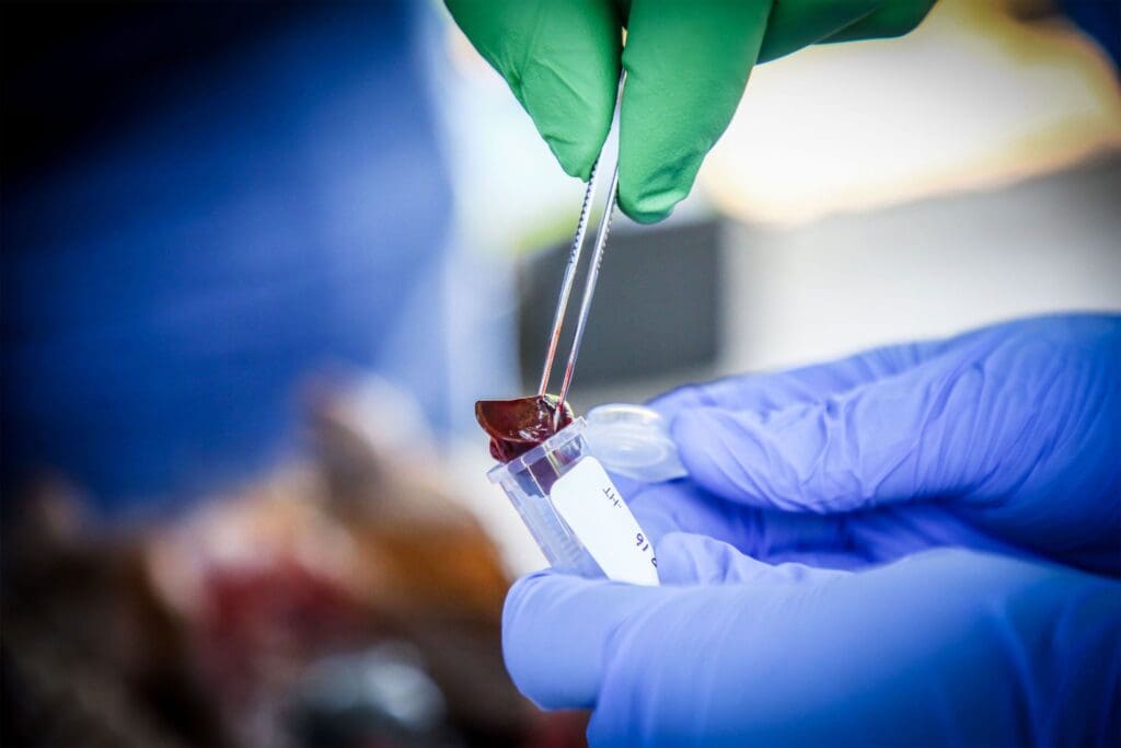 Campos Krauer collects a sample of liver tissue  with Amira Richardson, a necropsy technician at the university’s Department of Large Animal Clinical Sciences in Gainesville. They are studying roadkill to see if the animals contain the bacteria that cause leprosy in humans.