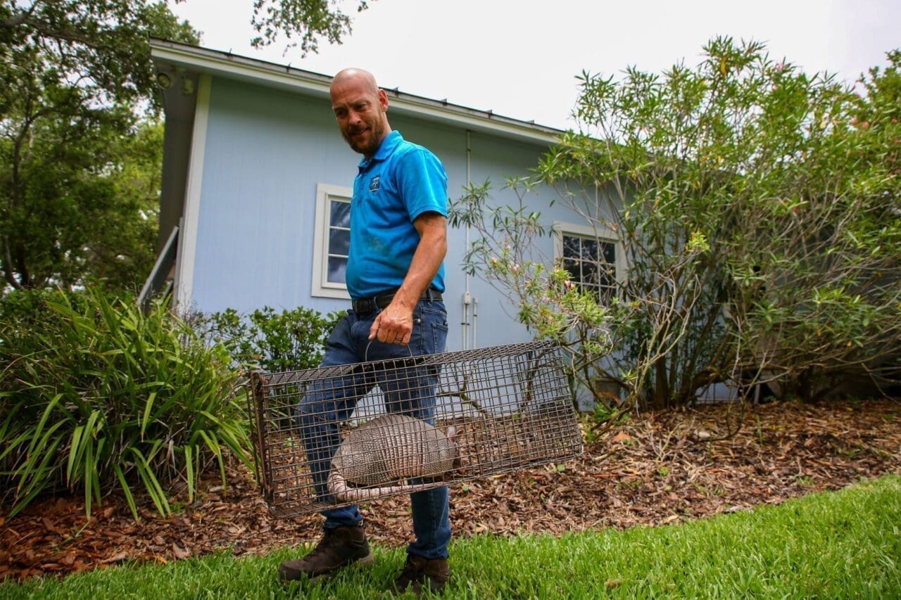 Wildlife trapper Chris Walsh, with Pro Wildlife Removal in Trinity, Florida, removes an armadillo he trapped at a home in Largo.