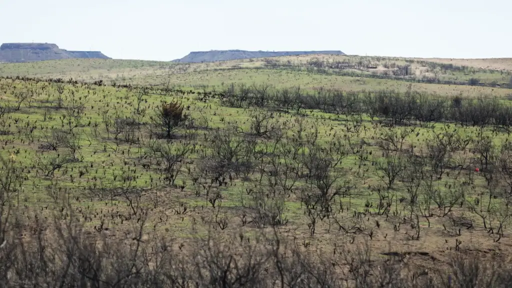 Green grass grows around plants and trees scorched by smokehouse creek wildfire on april 3 near canadian. “the lands recover faster than the people,” said janet guthrie, a canadian resident who raises cattle in hemphill county.