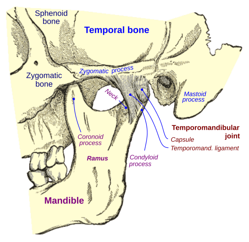 TMJ anatomy illustration