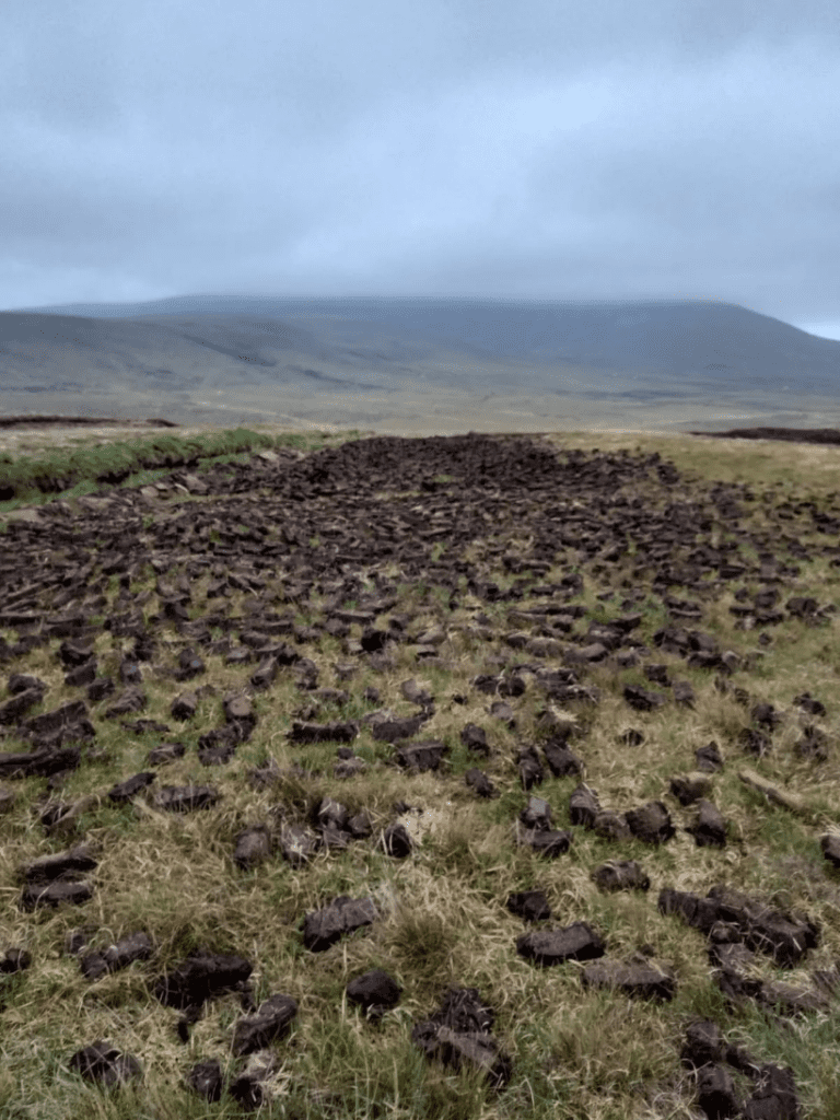 IHarvested peat in a field