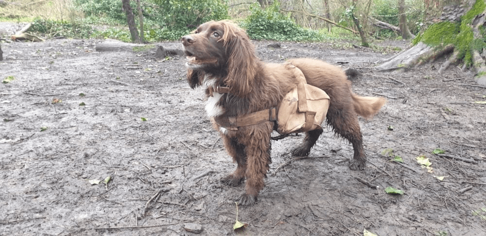 Brown dog wearing doggy bags full of seeds