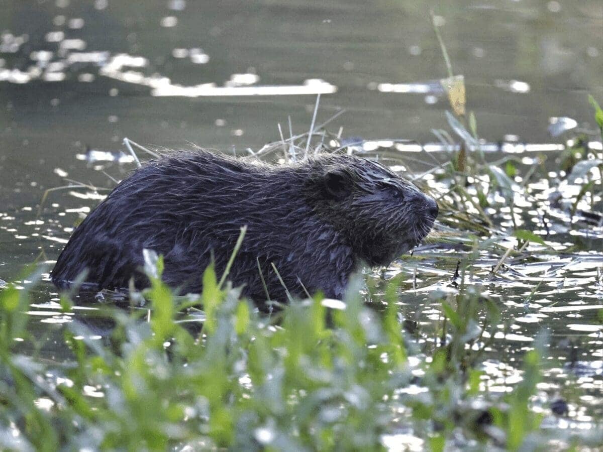 A baby beaver in the water