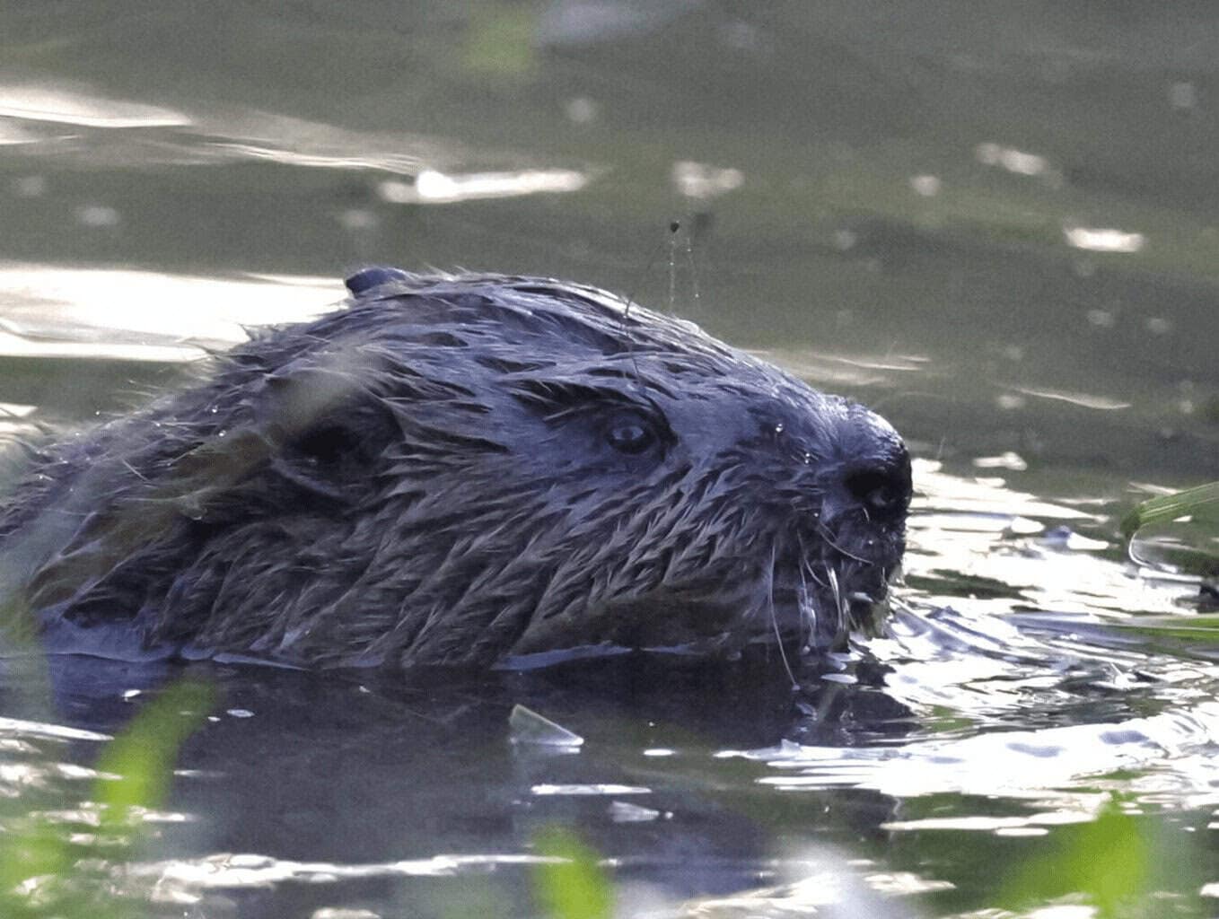 One of the baby beavers in london