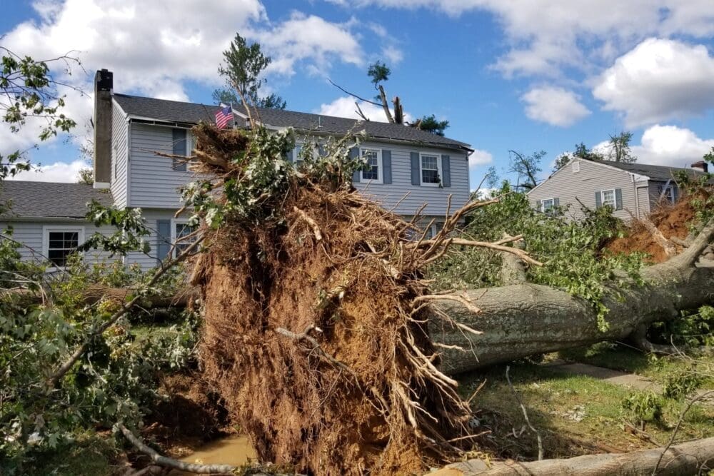 The 2021 tornado uprooted mature trees in a Montgomery County neighborhood.
