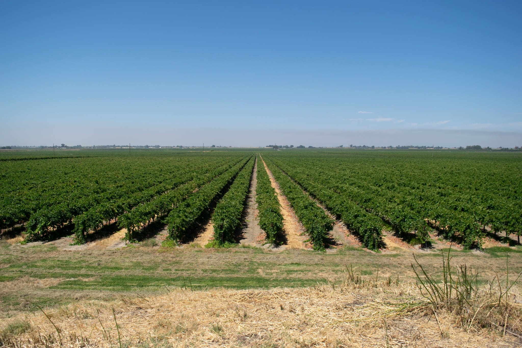 Health Secretary Becerra extreme heat: a vineyard