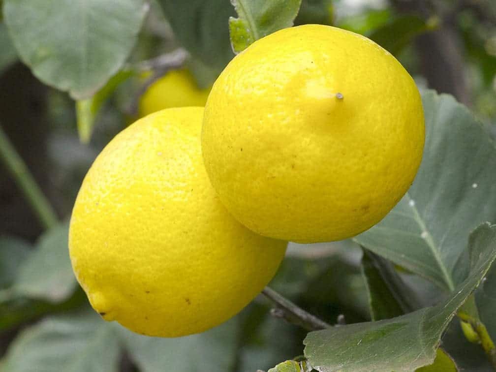 Lemons that look like boobs