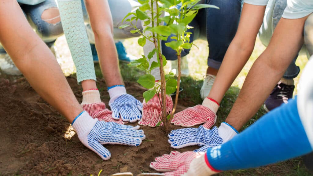 A group of people planting a tree