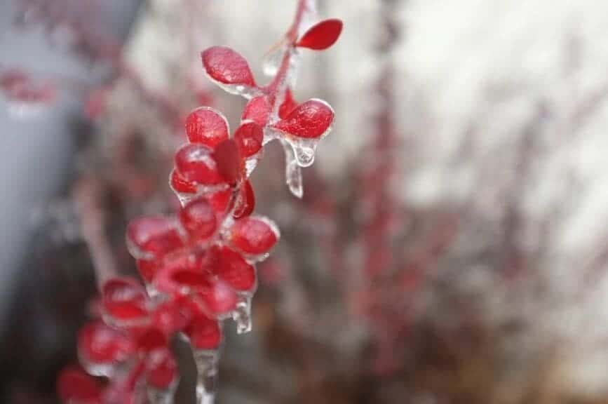 Climate change is it real? Photo of a pink flower with ice melting on it