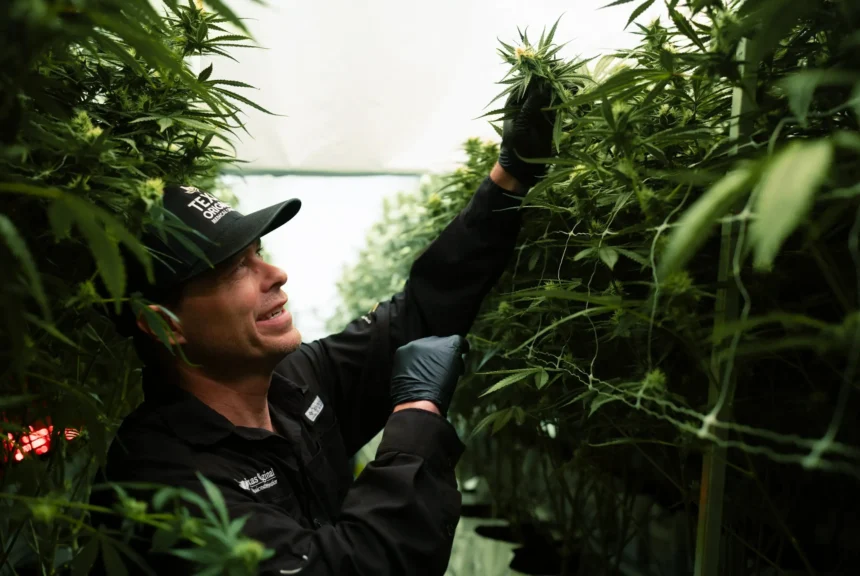 Jason sanders, director of cultivation at texas original medical marijuana dispensary, gives a tour of his facility on sept. 26, 2024.