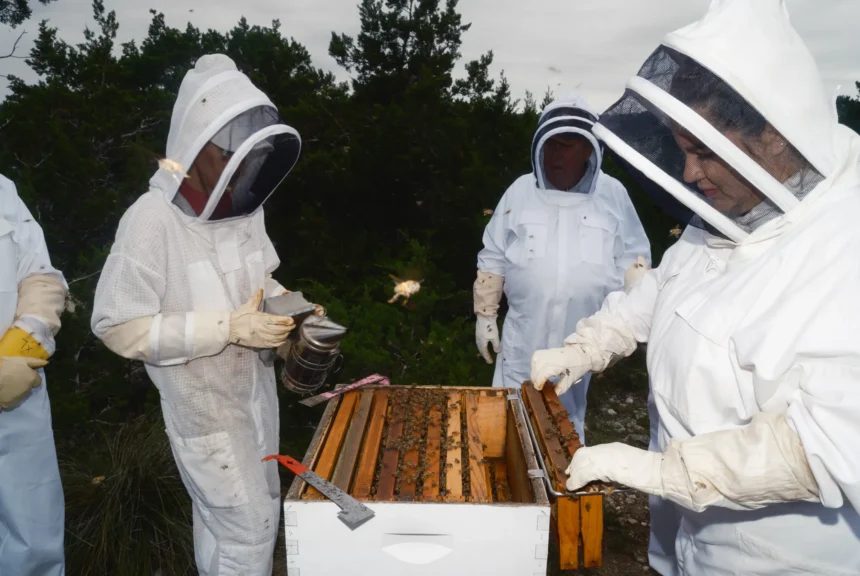 Students inspect beehives in texas