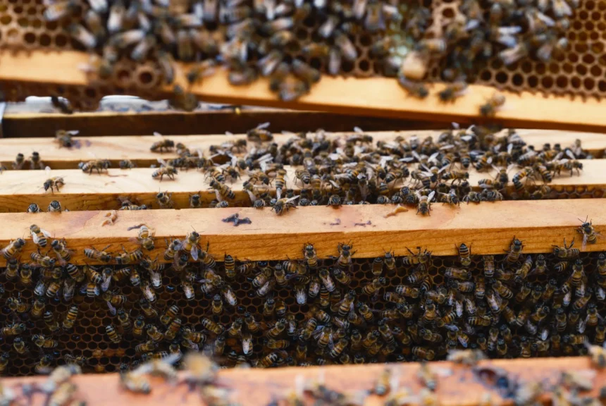 Closeup of a beehive