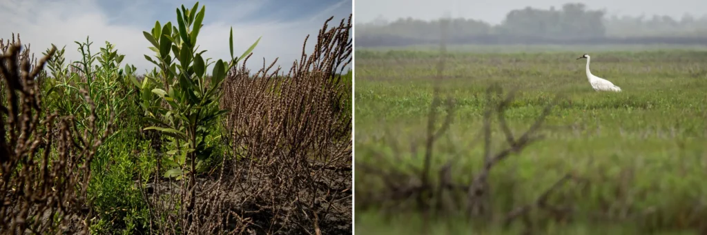 Left: a young black mangrove grows with pickleweed, a succulent forb, near oso bay in corpus christi. Right: a whooping crane hunts in a salt marsh where a few mangrove trees dot the shoreline. Mangroves crowd out native plants, including carolina wolfberry, a food source for the endangered cranes.