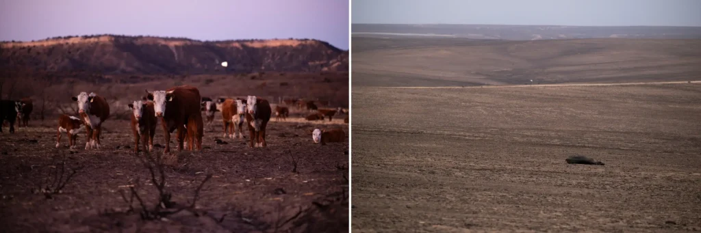 Left: cattle stand in the burn scar from the smokehouse creek fire on march 3 in hemphill county. Right: a dead cow lays in a pasture burned by the smokehouse creek fire in roberts county on march 3.