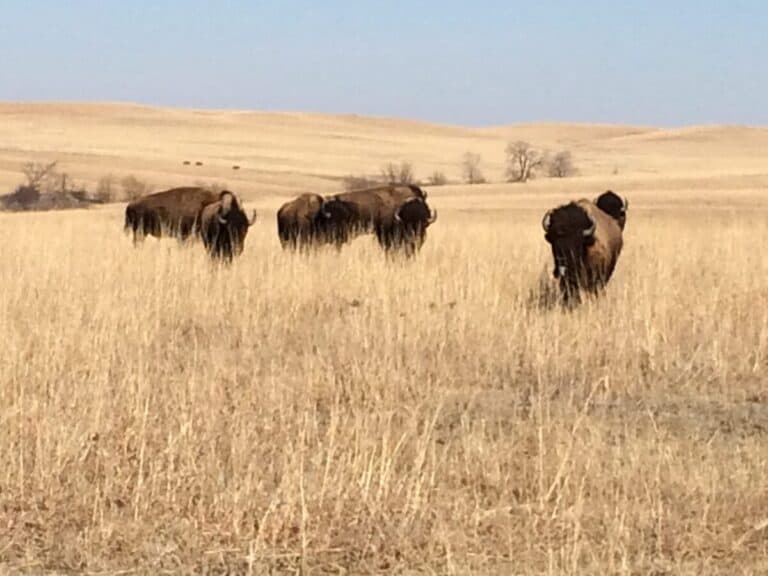 Reintroducing bison to kansas tall grass prairies