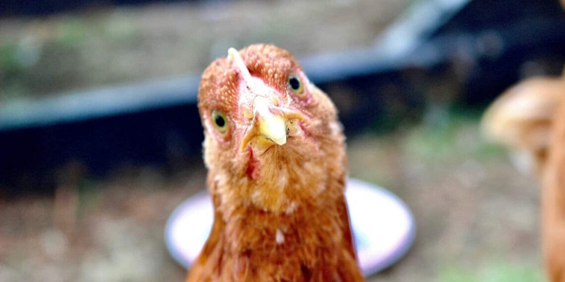Brown chicken looks straight into the camera