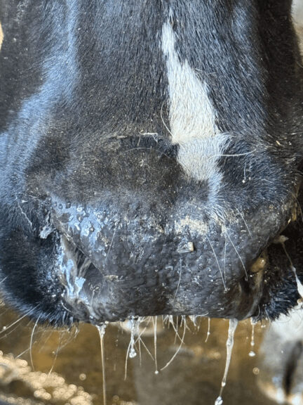 Bird flu studies on spread, closeup photo of a cow’s runny nose