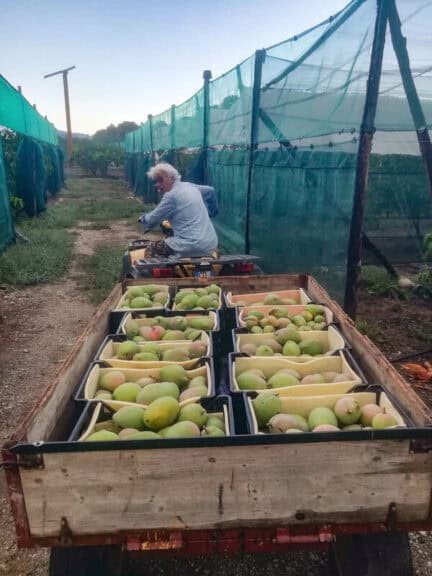 Man driving a cart full of mangos